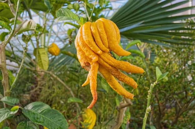 Citronnier Main de Buddha (Citrus medica var. sarcodactylis) 1 - Achat en ligne