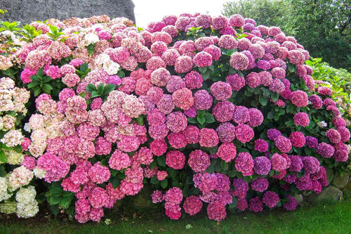 Hortensia (Hydrangea) 1 - Achat en ligne
