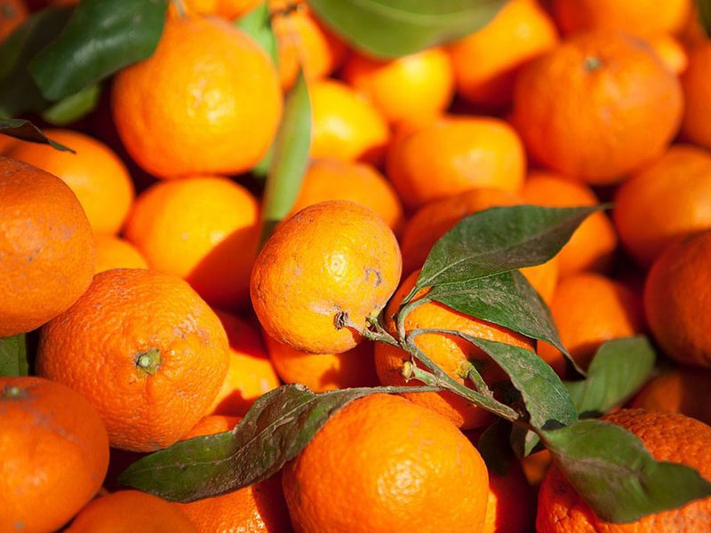 Mandarinier (Citrus Deliciosa) 1 - Achat en ligne
