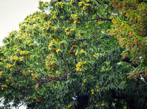 Châtaignier (Castanea sativa) 1 - Achat en ligne