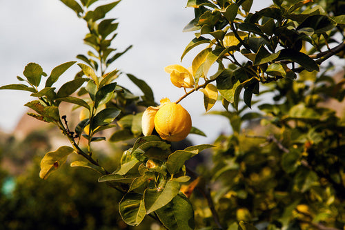 Citronnier Bergamote (Citrus bergamia) 1 - Achat en ligne
