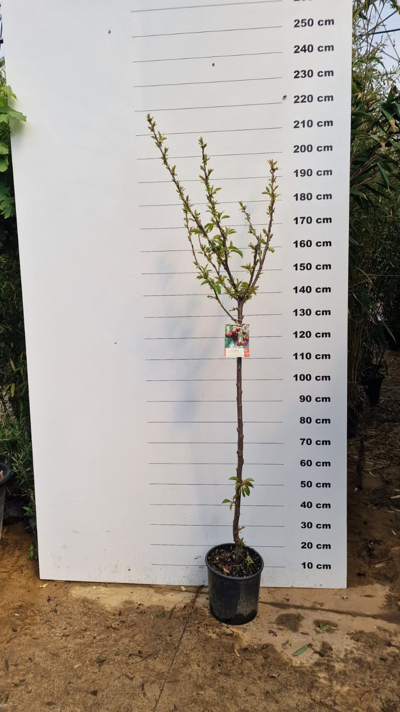 Cerisier Bigarreau Reverchon (Prunus avium Bigarreau Reverchon) 3 - Achat en ligne
