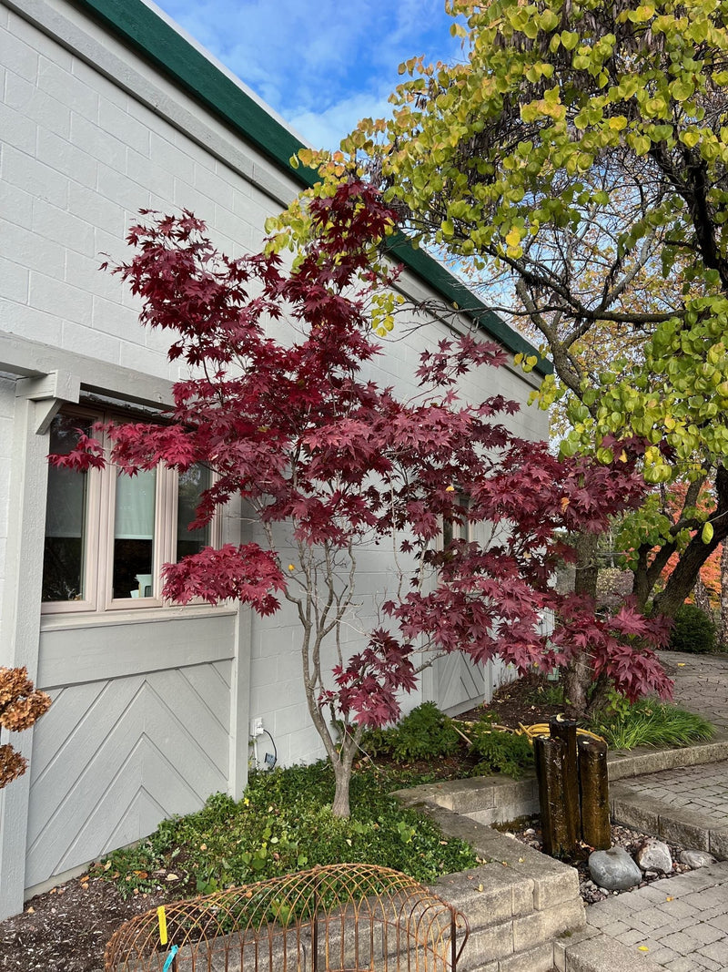 Acer Palmatum Bloodgood 1 - Achat en ligne