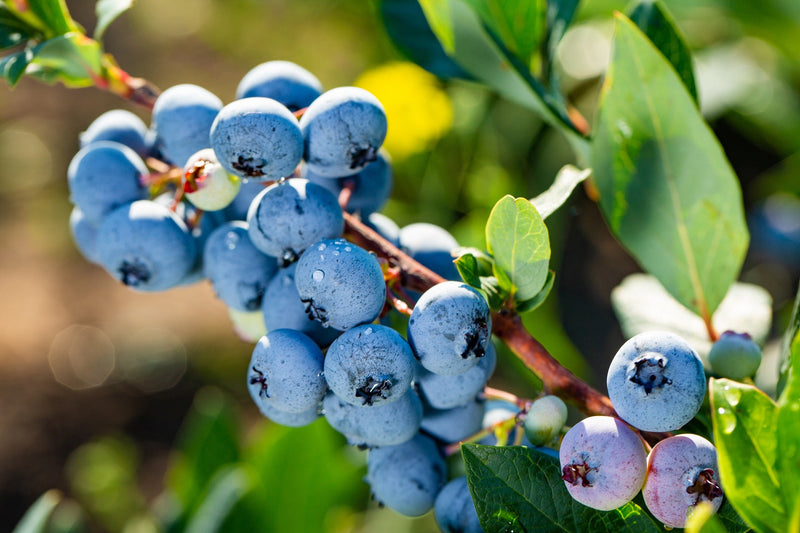 Myrtillier (Vaccinum) 3 - Achat en ligne