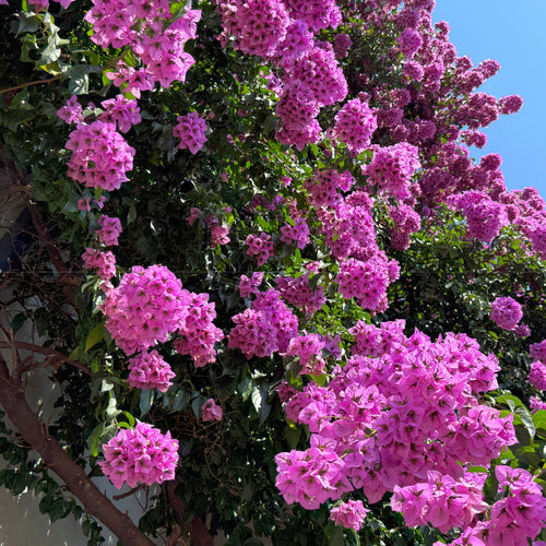 Bougainvillier (Bougainvillea)