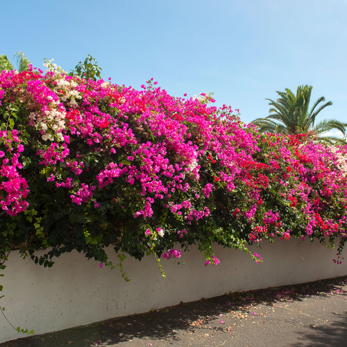Bougainvillier (Bougainvillea)