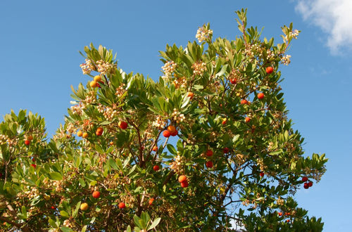 Arbousier (Arbutus unedo) 1 - Achat en ligne