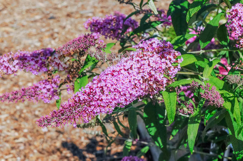 Buddleia (Budleja) 1 - Achat en ligne