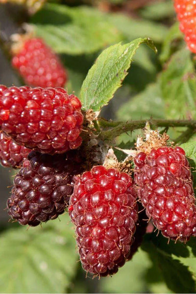Mûrier framboise (Rubus occidentalis) 1 - Achat en ligne