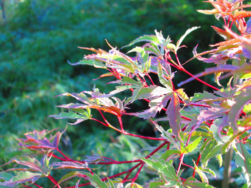 Acer Palmatum Butterfly 1 - Achat en ligne