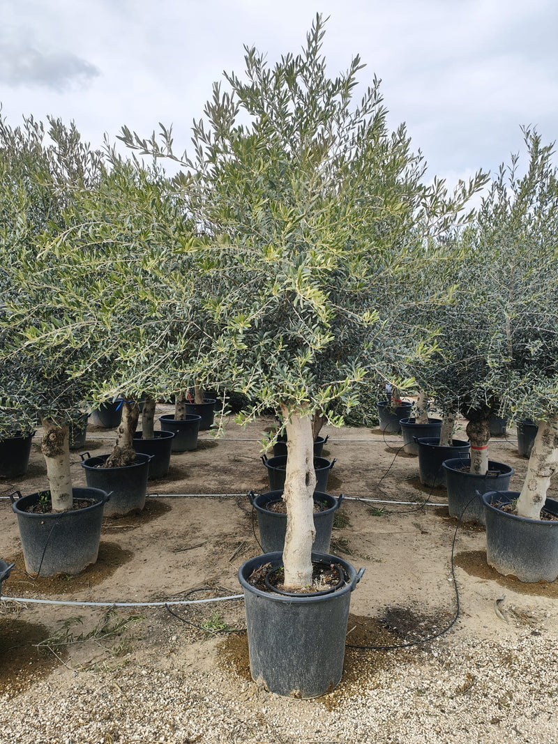 Olivier Classique (Olea Europaea) 3 - Achat en ligne