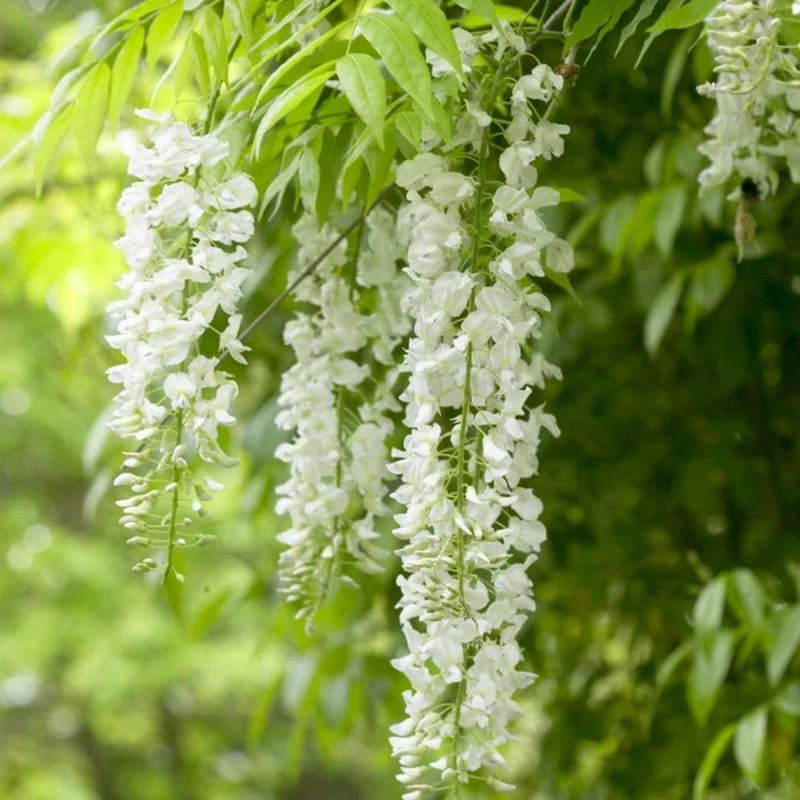 Glycine en Plateau 3 - Achat en ligne
