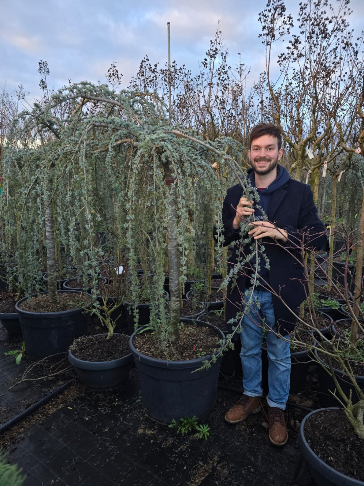 Cèdre Bleu Pleureur 5 - Achat en ligne