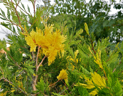 Calocèdre (Calocedrus decurrens) 1 - Achat en ligne