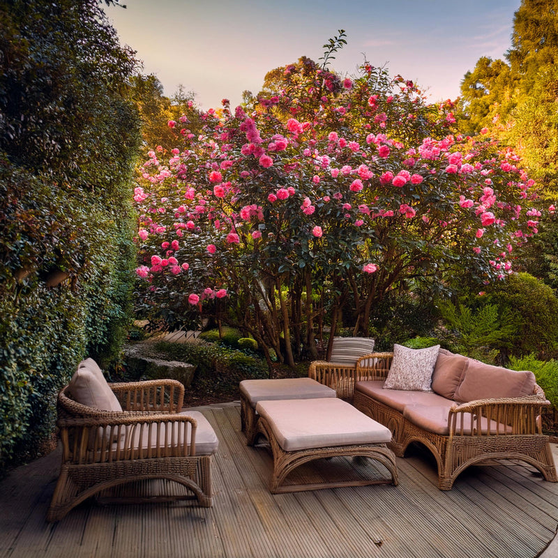 Camélia du Japon (Camelia Japonica) 2 - Achat en ligne