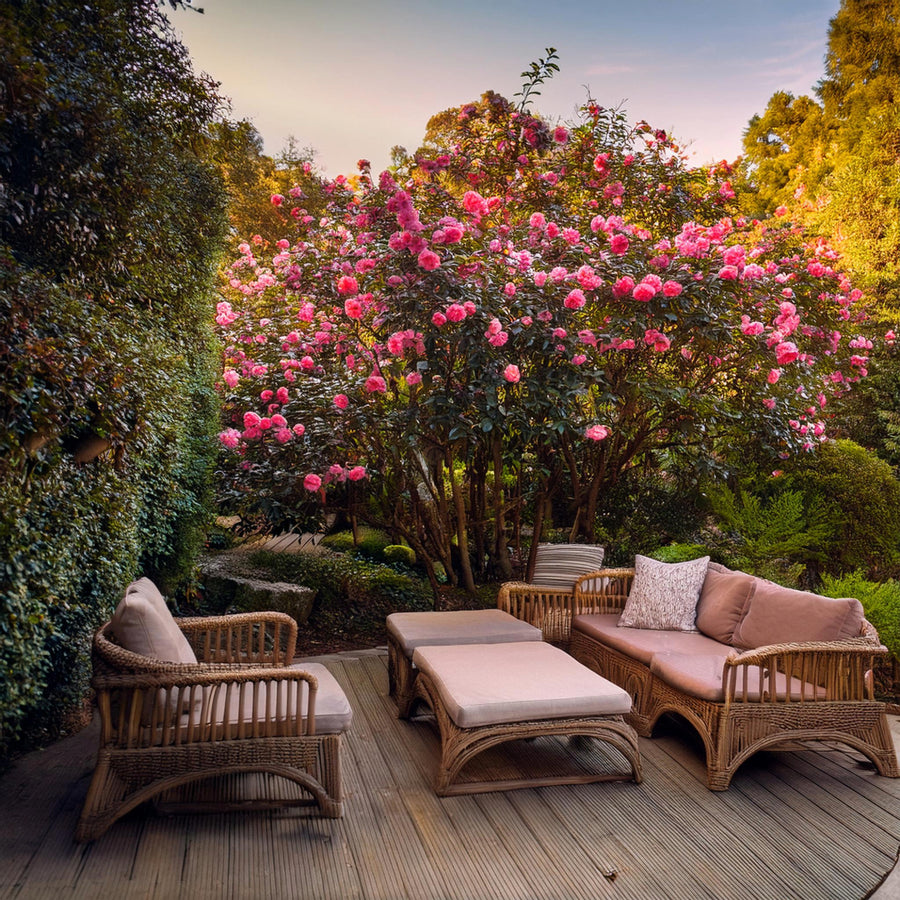 Camélia du Japon (Camelia Japonica) 2 - Achat en ligne