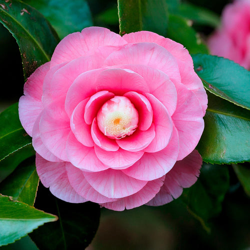 Camélia du Japon (Camelia Japonica) 1 - Achat en ligne
