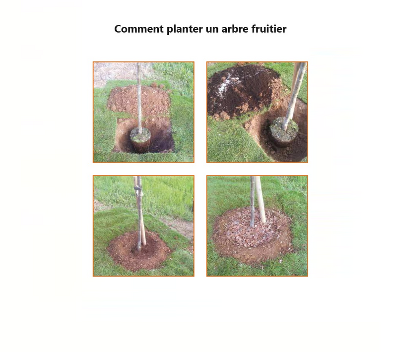Pêcher (Prunus persica) 3 - Achat en ligne