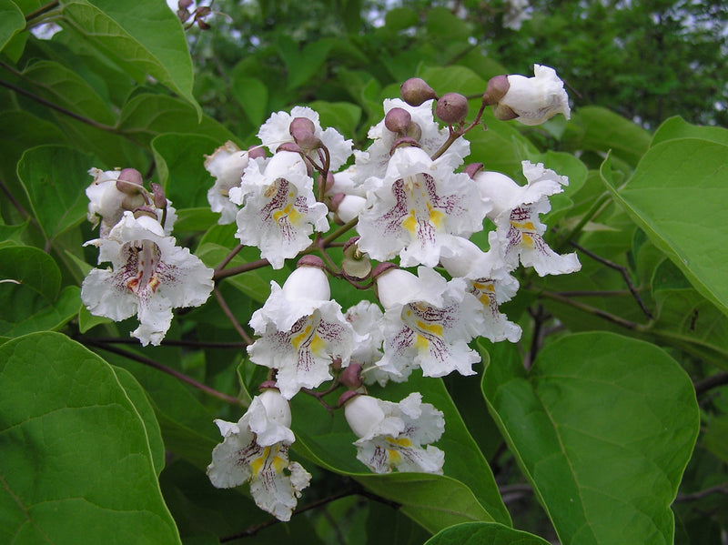 Catalpa boule (Catalpa bignonioides 'Nana') 2 - Achat en ligne