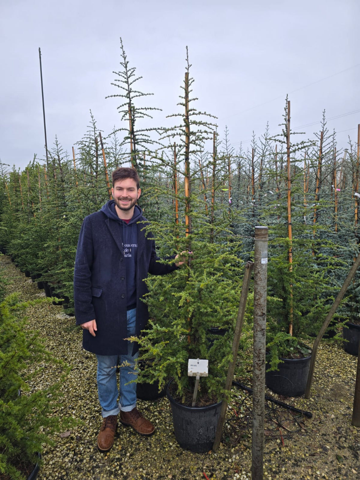 Cèdre de l'Atlas 3 - Achat en ligne