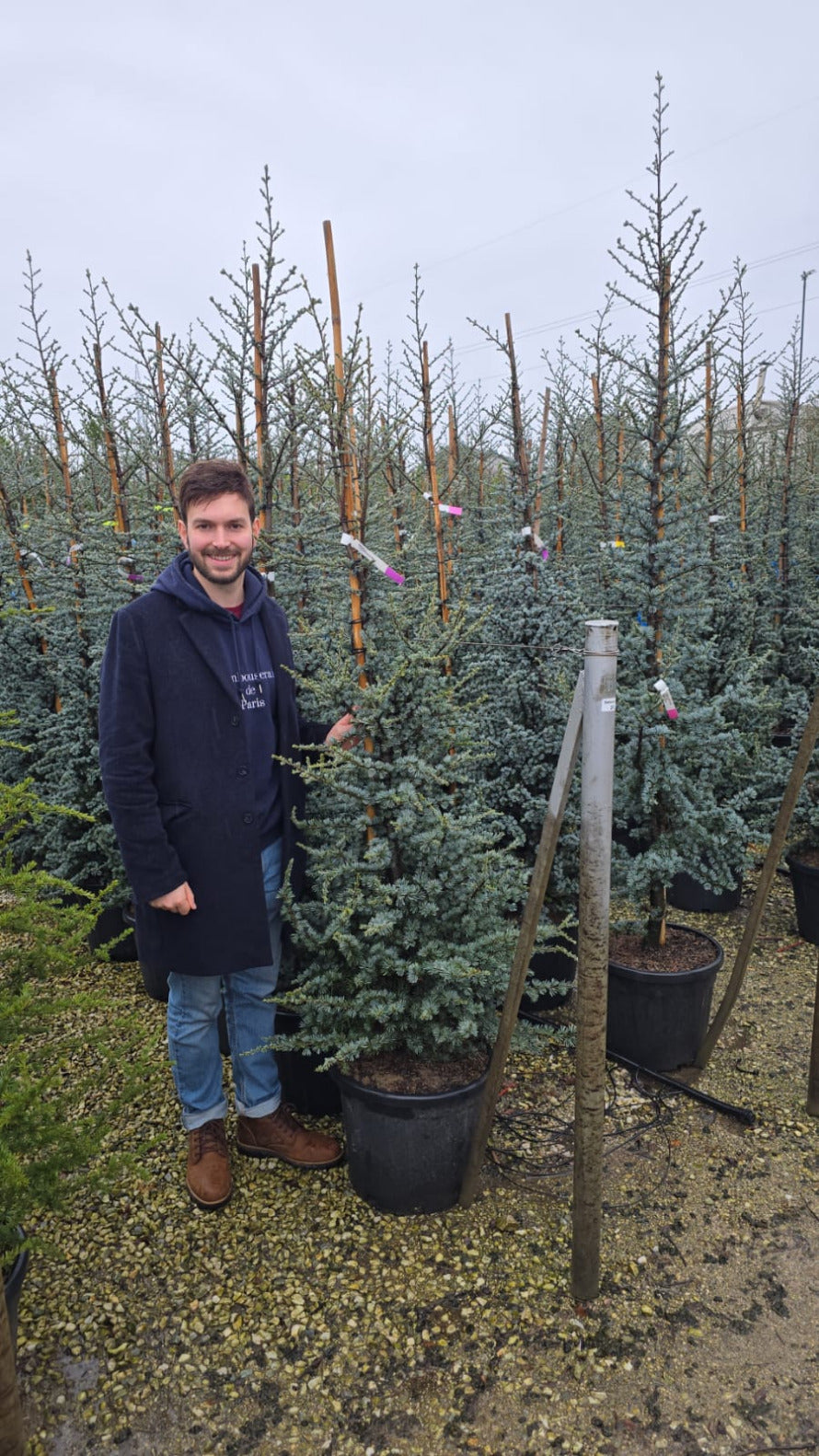 Cèdre Bleu 3 - Achat en ligne