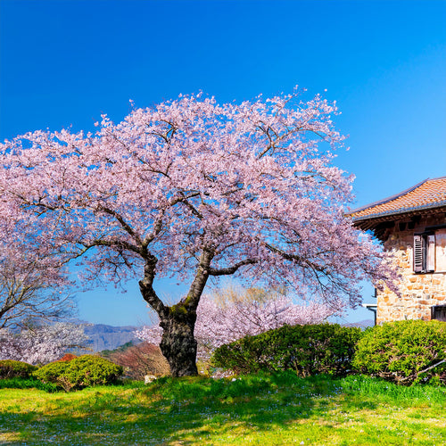 Cerisier Japonais à Fleurs (Prunus Serrulata Kanzan) 1 - Achat en ligne