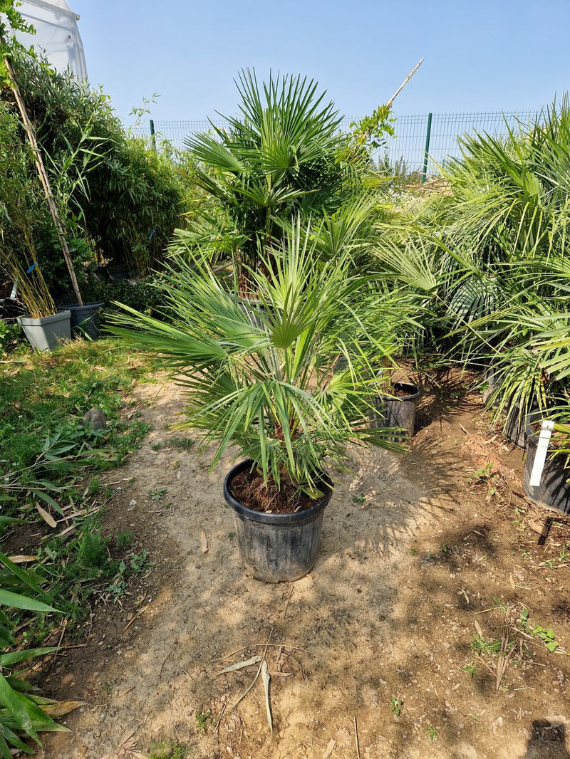 Palmier de Méditerranée (Chamaerops Humilis) 3 - Achat en ligne