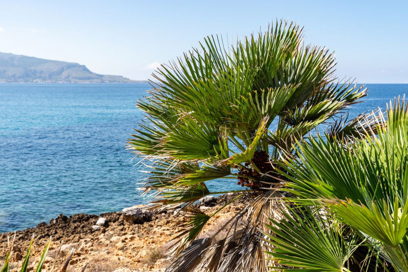Palmier de Méditerranée (Chamaerops Humilis) 1 - Achat en ligne