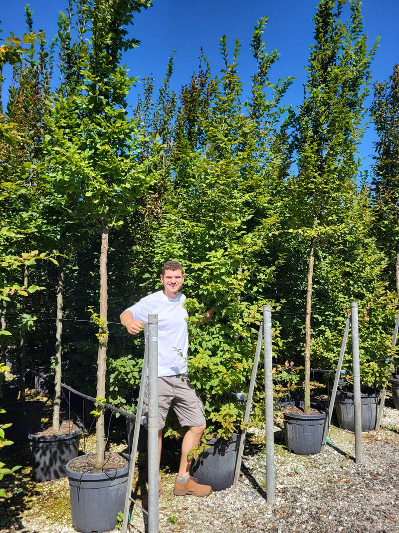 Charme commun (Carpinus betulus)