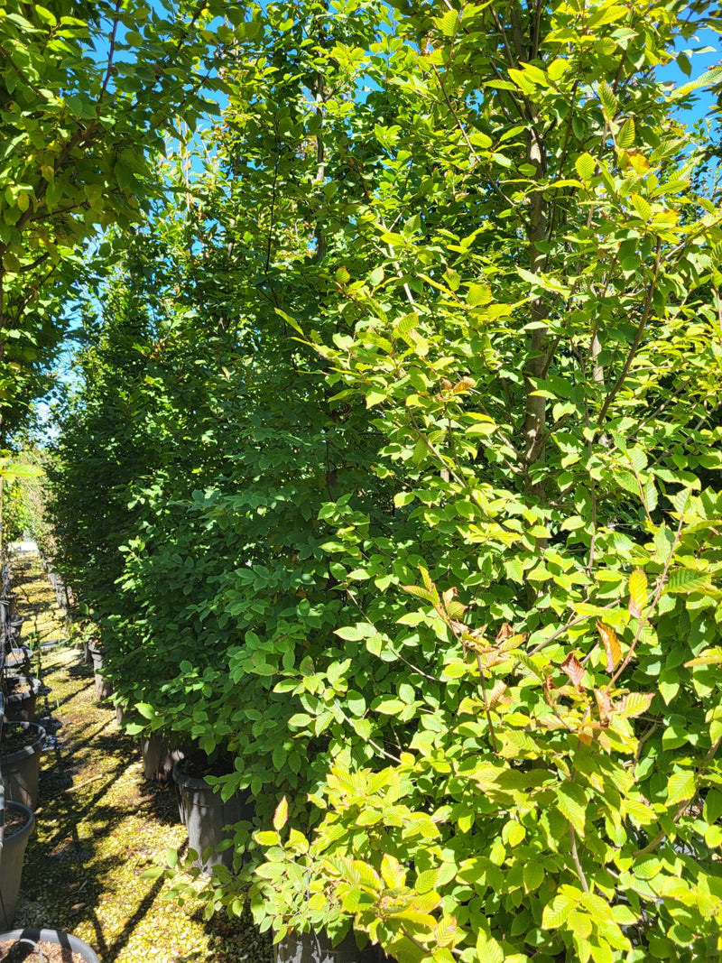 Charme commun (Carpinus betulus)