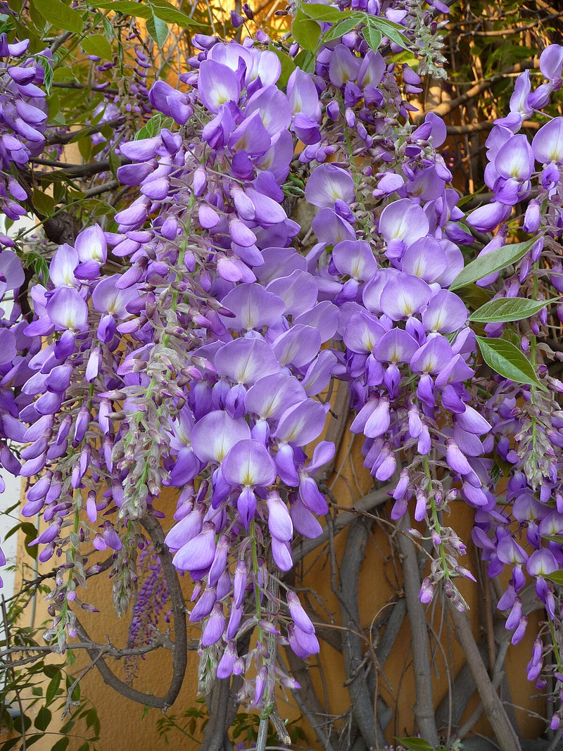 Glycine sur Tige 1 - Achat en ligne