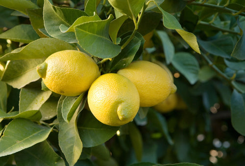 Citronnier Jaune (Citrus Limon) 1 - Achat en ligne