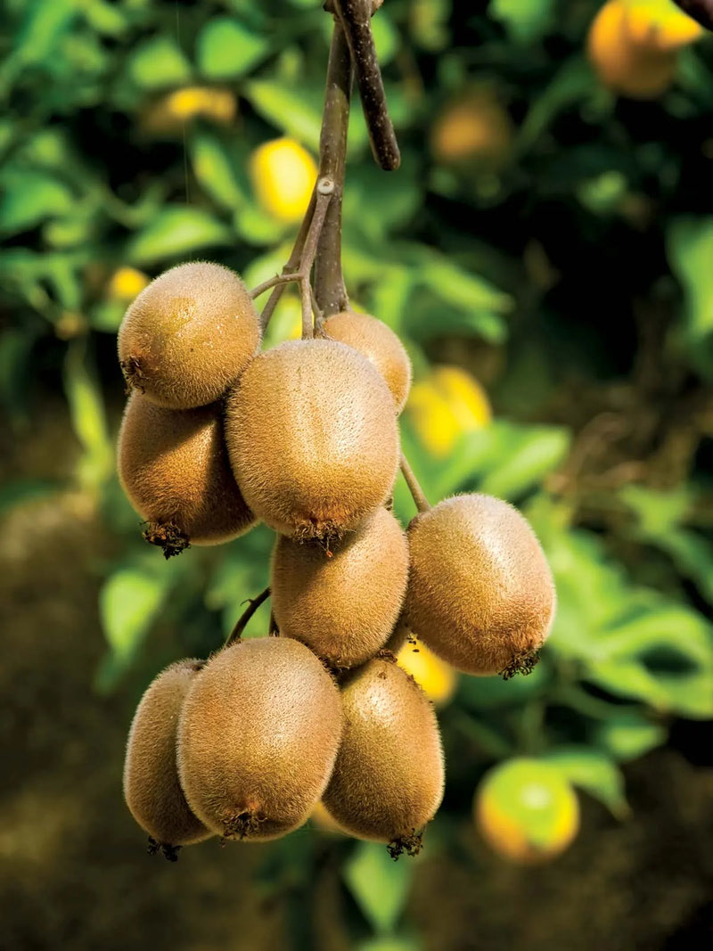 Kiwitier (Actinidia) 3 - Achat en ligne