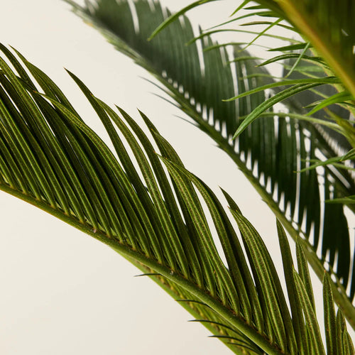 Cycas du Japon (Cycas Revoluta) 1 - Achat en ligne