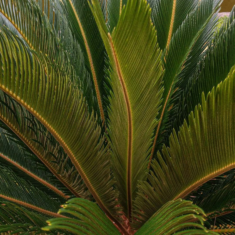 Cycas du Japon (Cycas Revoluta) 3 - Achat en ligne