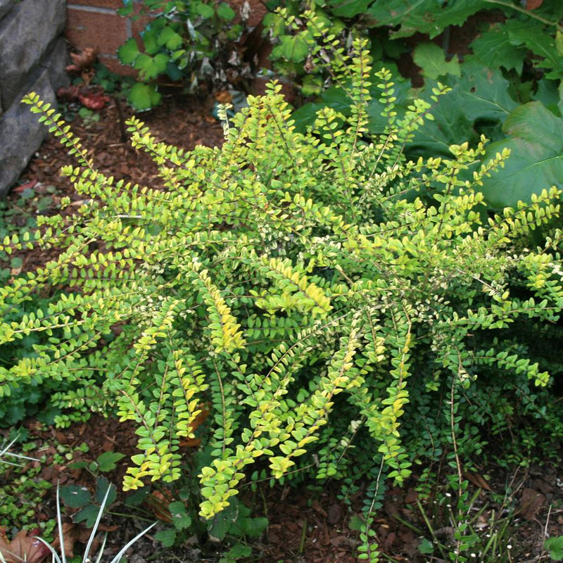 Chèvrefeuille arbustif (Lonicera Nitida) 3 - Achat en ligne