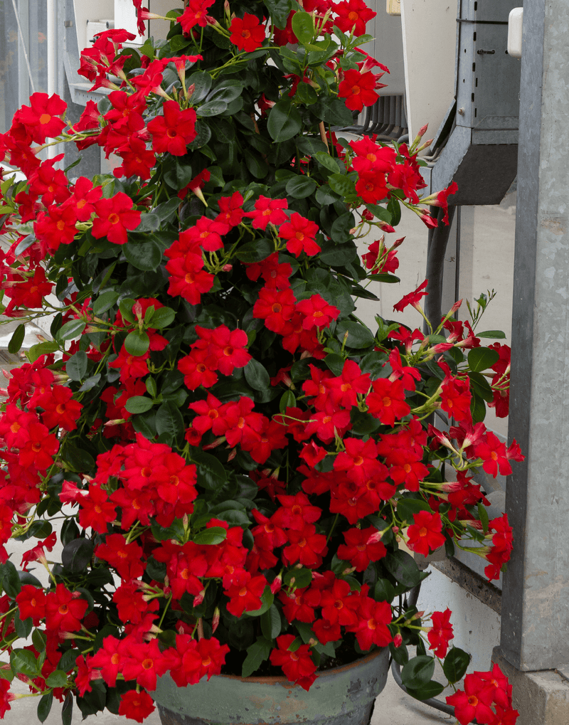 Dipladénia (Mandevilla) 2 - Achat en ligne