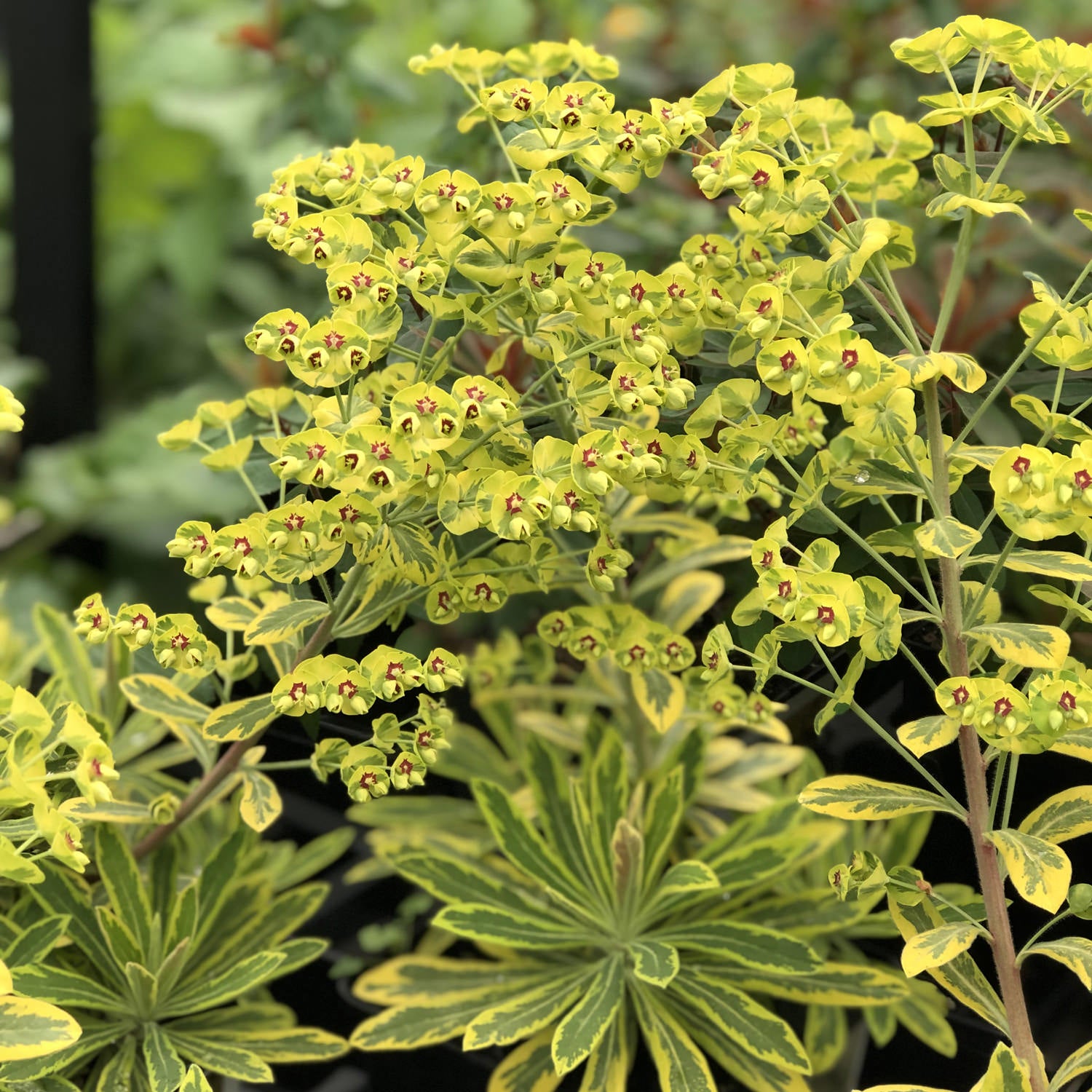 Euphorbe Ascot Rainbow Plantes De Provence euphorbe-ascot-rainbow-plantes-de-provence