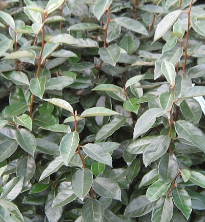 Elaeagnus Ebbingei (vert) 1 - Achat en ligne