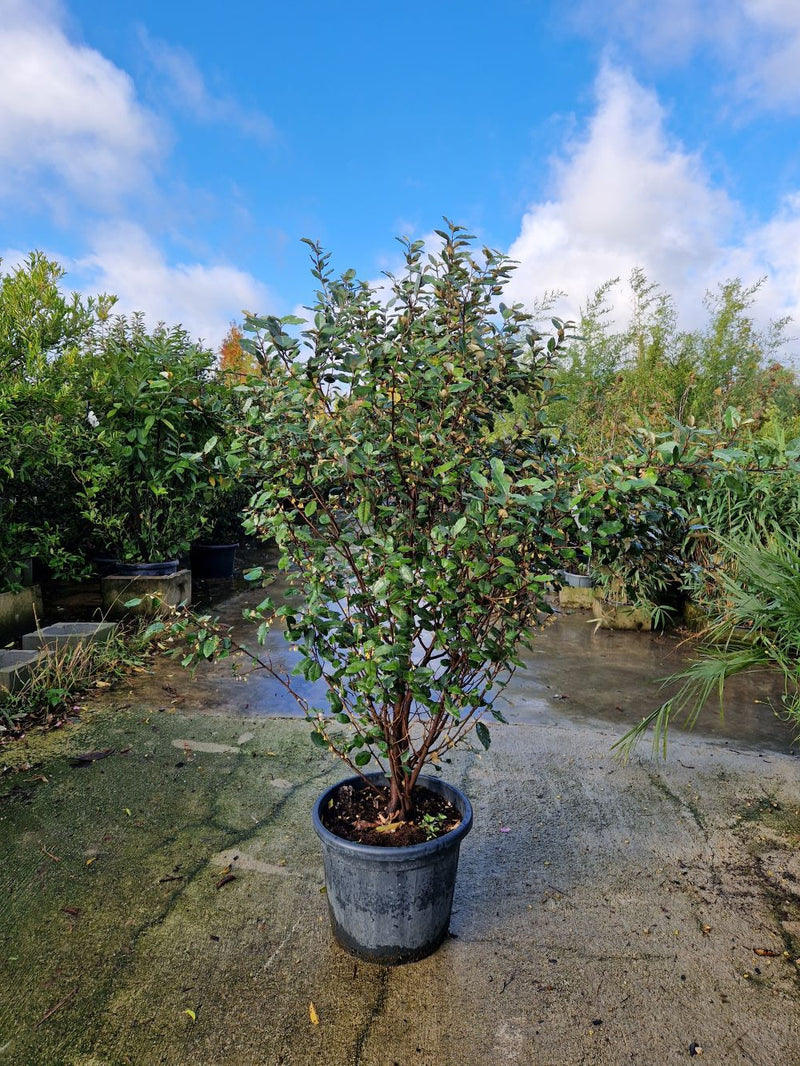 Elaeagnus Ebbingei (vert) 3 - Achat en ligne