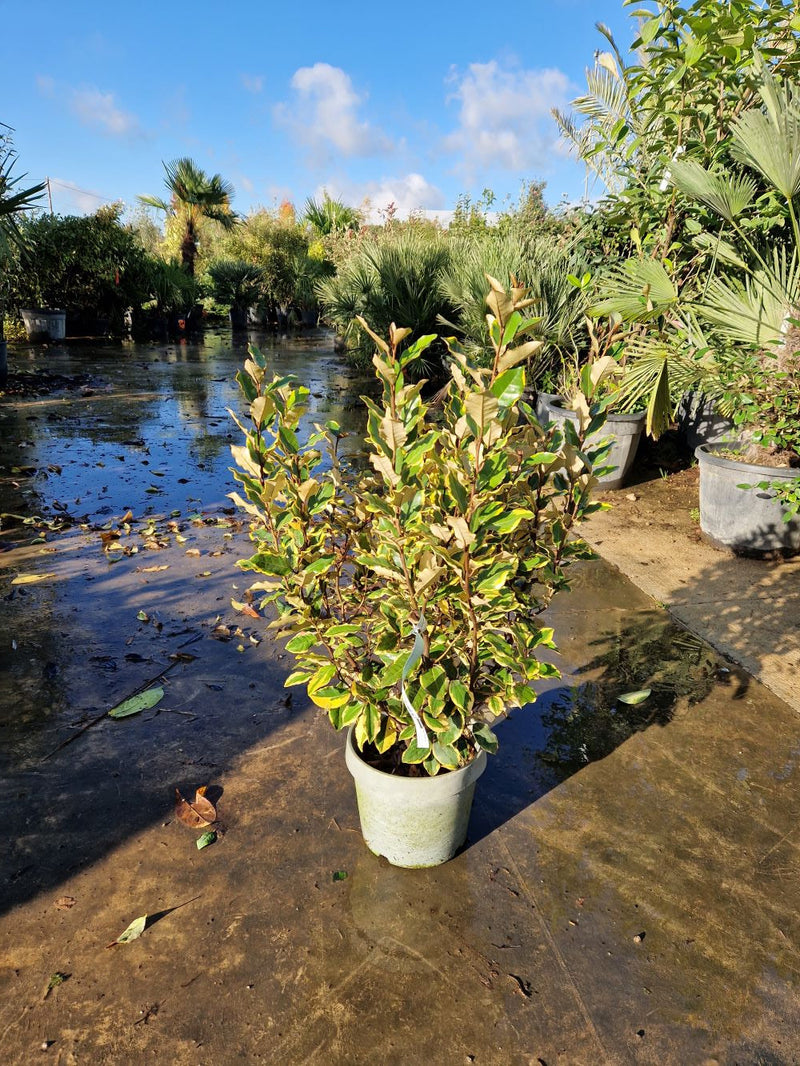 Elaeagnus Ebbingei Viveleg (Panaché Jaune) 3 - Achat en ligne