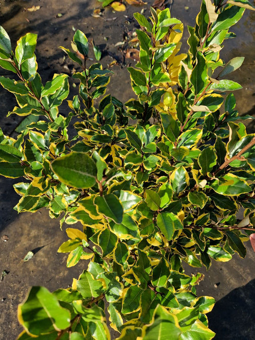 Elaeagnus Ebbingei Viveleg (Panaché Jaune) 1 - Achat en ligne