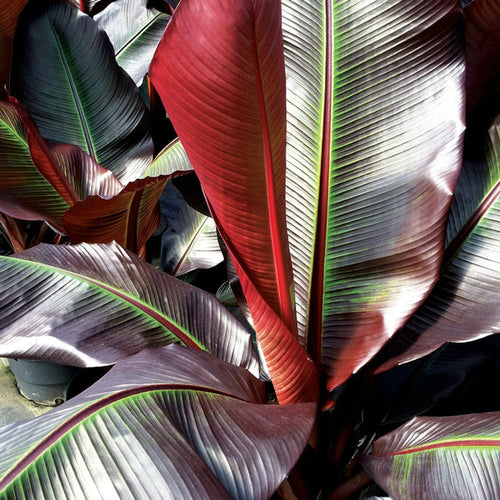 Bananier à feuilles rouges (Musa Ensete Maurelli) 1 - Achat en ligne