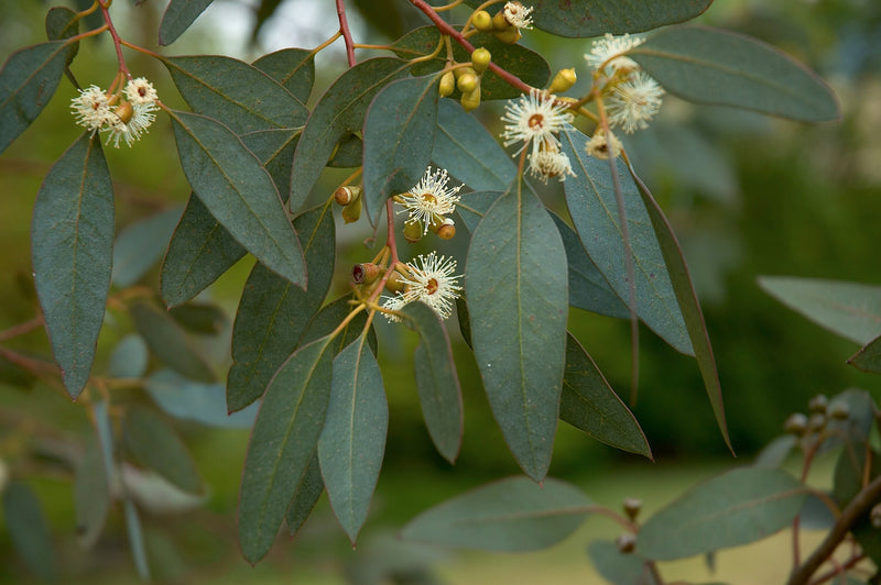Eucalyptus à feuilles rondes (Eucalyptus Gunnii) 3 - Achat en ligne