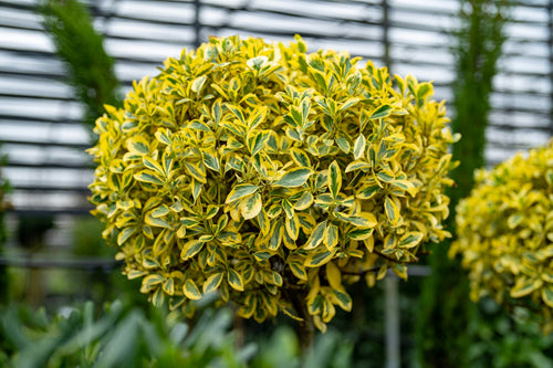 Fusain du Japon 'Bravo' (Euonymus Japonicus) 1 - Achat en ligne
