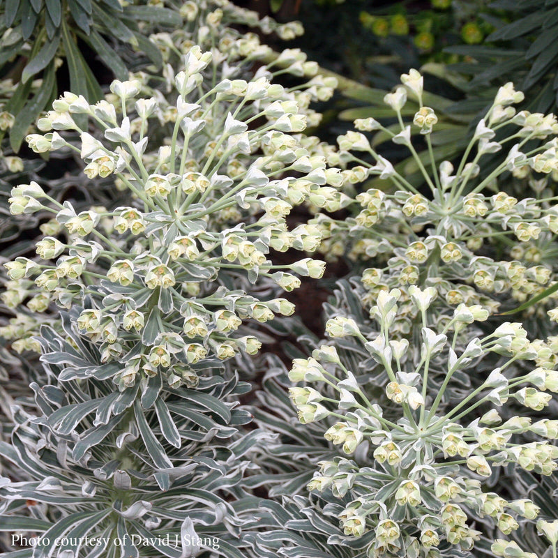 Euphorbe (characias Glacier Blue) 1 - Achat en ligne