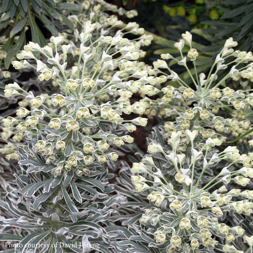 Euphorbe (characias Glacier Blue) 1 - Achat en ligne