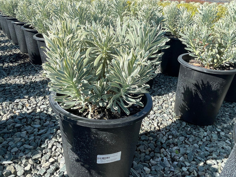 Euphorbe (characias Glacier Blue) 3 - Achat en ligne