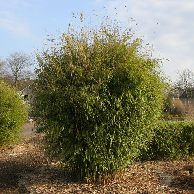 Fargesia Murielae x Nitida Obelisk 2 - Achat en ligne