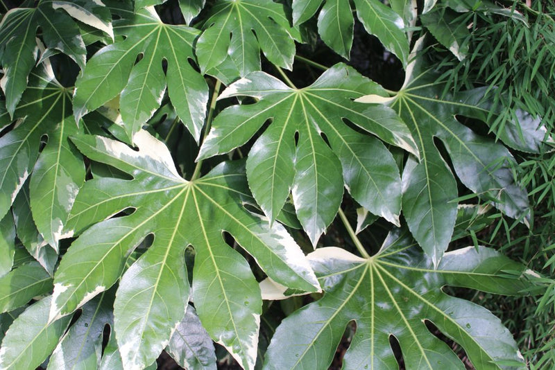 Aralia du Japon (Fatsia Japonica) 3 - Achat en ligne